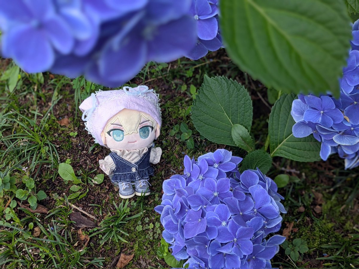 先週は咲いてる紫陽花を見れなかったからちがうところに行ってきた