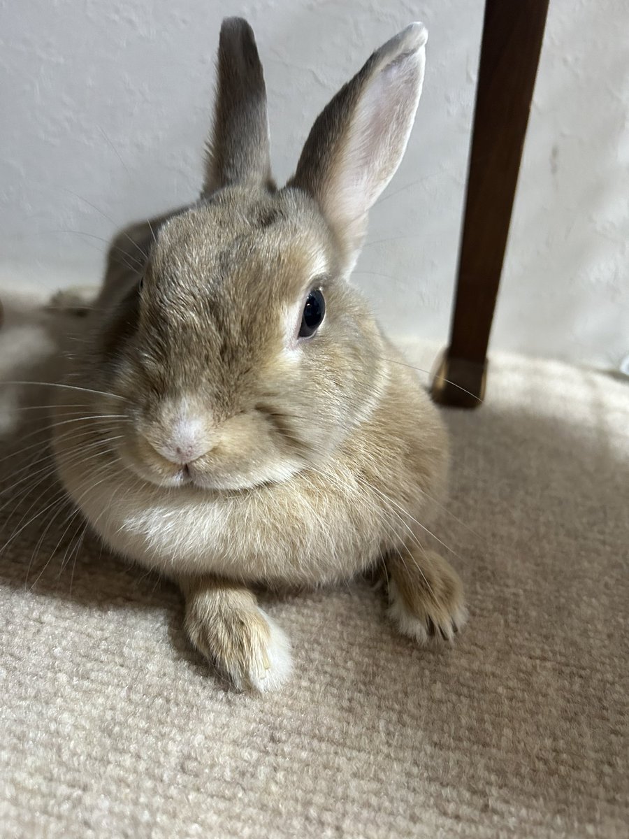 369milkrabbit's tweet photo. 🐰明後日、勝手に爪切りの予約したって💢行きたくない‼️
体重…ちょっとは減ったかな。
ドライフルーツ…もうずっと食べてないしね。 https://t.co/44YmRsIm2s