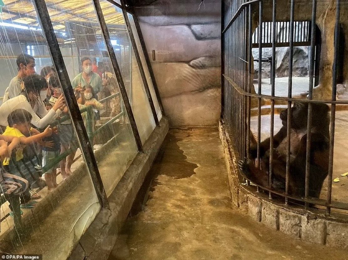 MarkHavinga's tweet photo. @madaomoshiroi #WakeUpCall #EmptyTheCages #BuaNoi 💭🦍🙏🏻 https://t.co/GzfCeQPl2w