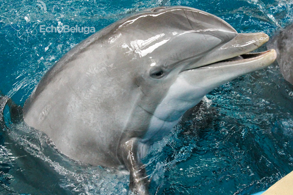 EchoBeluga tweet media