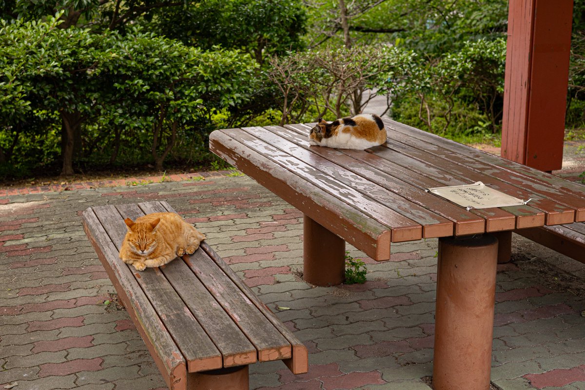 Chelchelchaee's tweet photo. 地域猫のおふたり。
ツチノコみたいな茶トラさんはいっつも険しい表情、笑 https://t.co/vBeesWzums