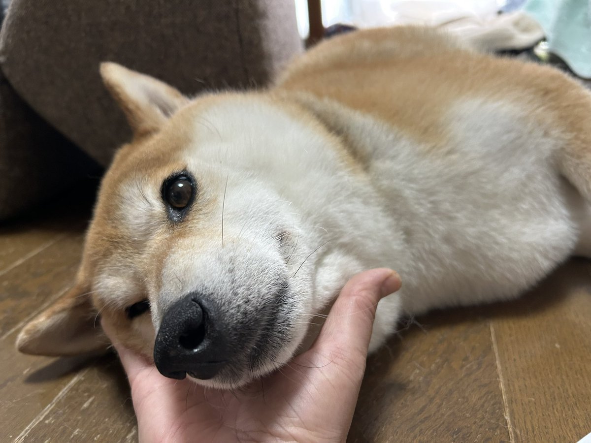 akashiba1's tweet photo. 知り合いの犬が遊びにきています。なんとこの子は雷が平気です。 https://t.co/ZtDuTq3faE