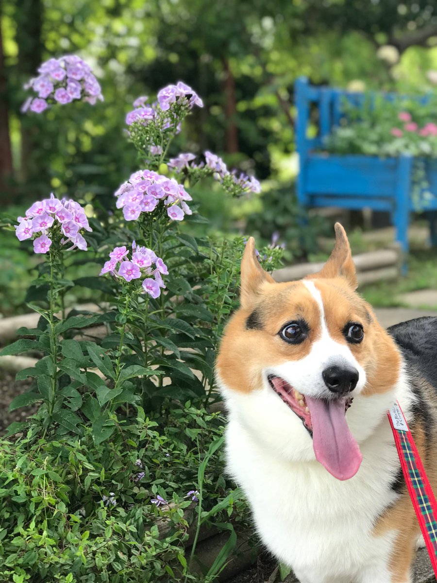 whotele's tweet photo. 毎年同じ場所に　同じ花が咲く

昨日、その場所へゆく

そこには変わらず

楽しそうな　まろが居る https://t.co/ysO0HECUqj