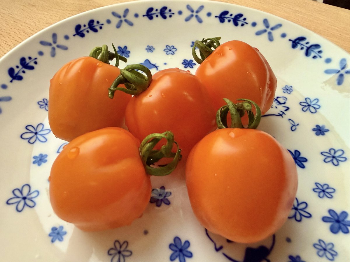 reality_seseri's tweet photo. 家庭菜園している野菜たちが
少しずつですが収穫期を迎えました！
✨✨\(*ˊᗜˋ*)/✨✨
初挑戦のきゅうり、オクラがなかなか立派に育ってくれて嬉しい🥒☺️
プチトマトは2回目ですが、去年と違う品種にしたら変わった見た目でかわいいし皮厚めで好き！🍅

きゅうり切った時、断面から水が滴ってきてびっくりしました！✨(ω👀)
みんな生きてるんだね…
ありがとう美味しくいただくね…🙏(  ĭωĭ  )
