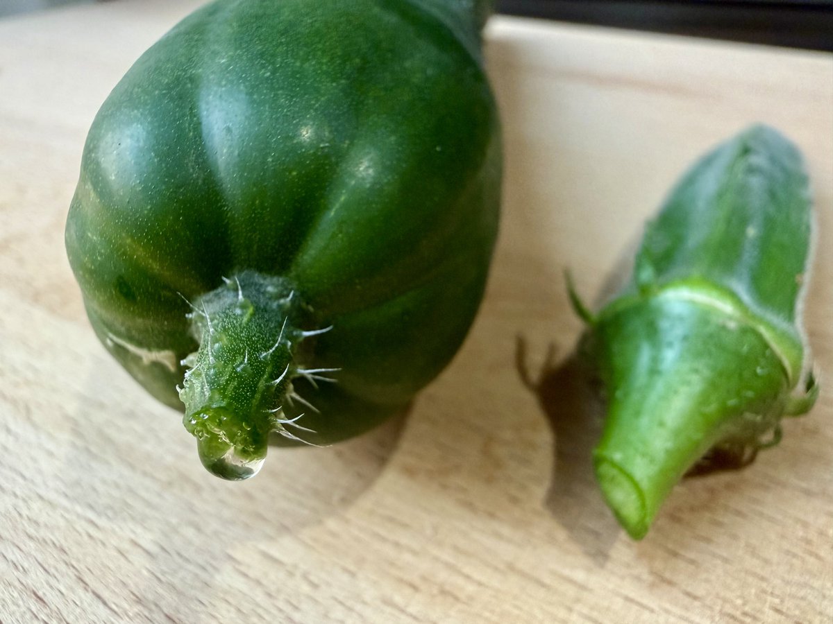 reality_seseri's tweet photo. 家庭菜園している野菜たちが
少しずつですが収穫期を迎えました！
✨✨\(*ˊᗜˋ*)/✨✨
初挑戦のきゅうり、オクラがなかなか立派に育ってくれて嬉しい🥒☺️
プチトマトは2回目ですが、去年と違う品種にしたら変わった見た目でかわいいし皮厚めで好き！🍅

きゅうり切った時、断面から水が滴ってきてびっくりしました！✨(ω👀)
みんな生きてるんだね…
ありがとう美味しくいただくね…🙏(  ĭωĭ  )