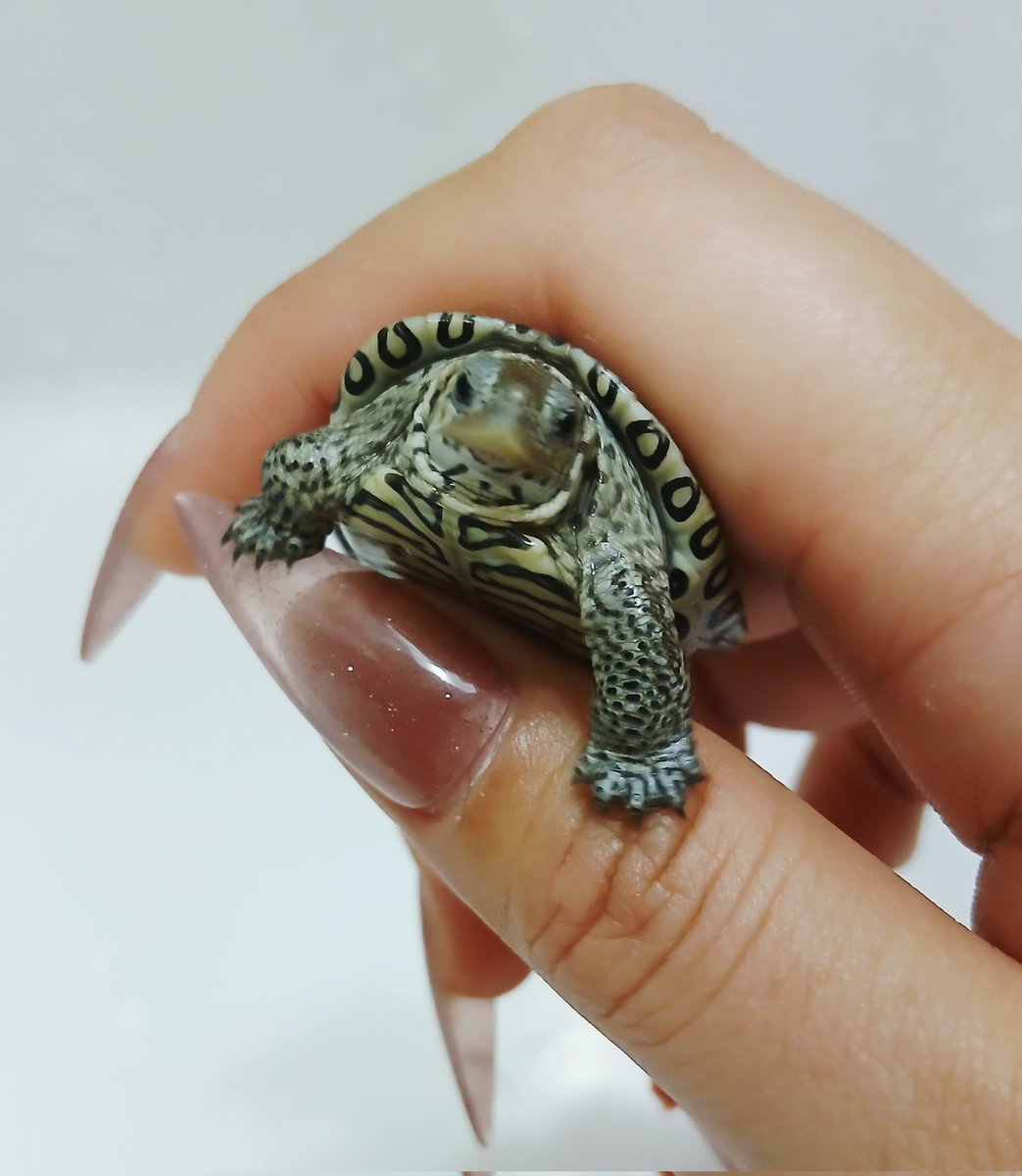 red_tegu_ichiya's tweet photo. テラピンのことは何もわかりませんが
この子が可愛いくて綺麗で
むちむちでこれからきっと
もっと美しくなることはわかります🥹

はじめてのテラピン、
君に決めたっ！🔥 https://t.co/PPgZVOfaRx