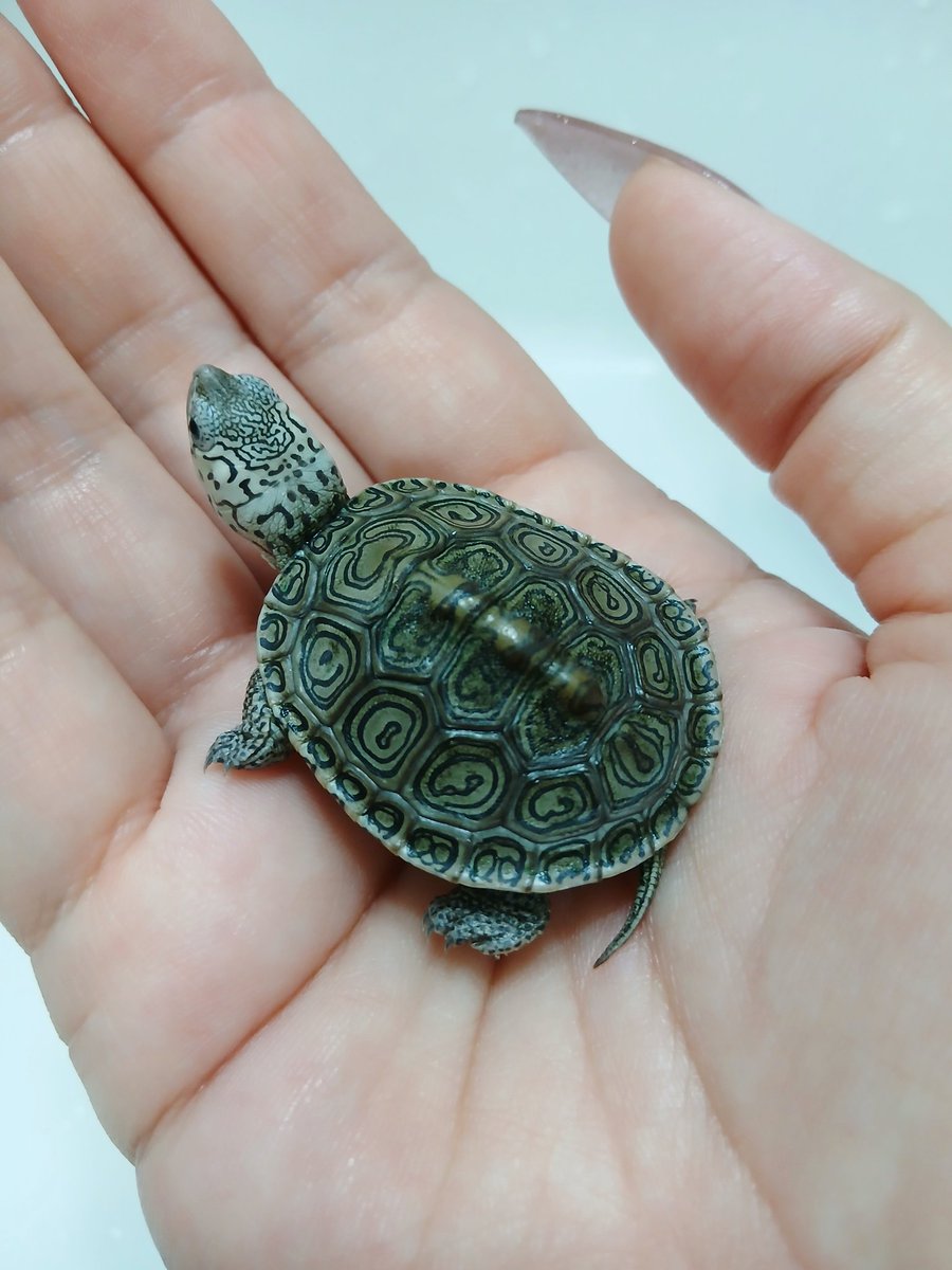 red_tegu_ichiya's tweet photo. テラピンのことは何もわかりませんが
この子が可愛いくて綺麗で
むちむちでこれからきっと
もっと美しくなることはわかります🥹

はじめてのテラピン、
君に決めたっ！🔥 https://t.co/PPgZVOfaRx