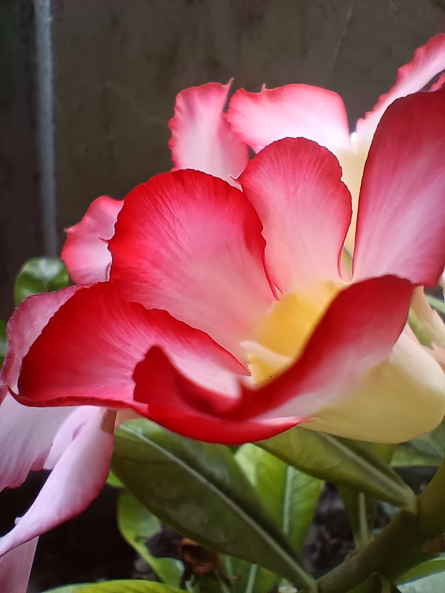 yuliantolabaran's tweet photo. My flower in front of my house, today. https://t.co/ePWN8VhhmX