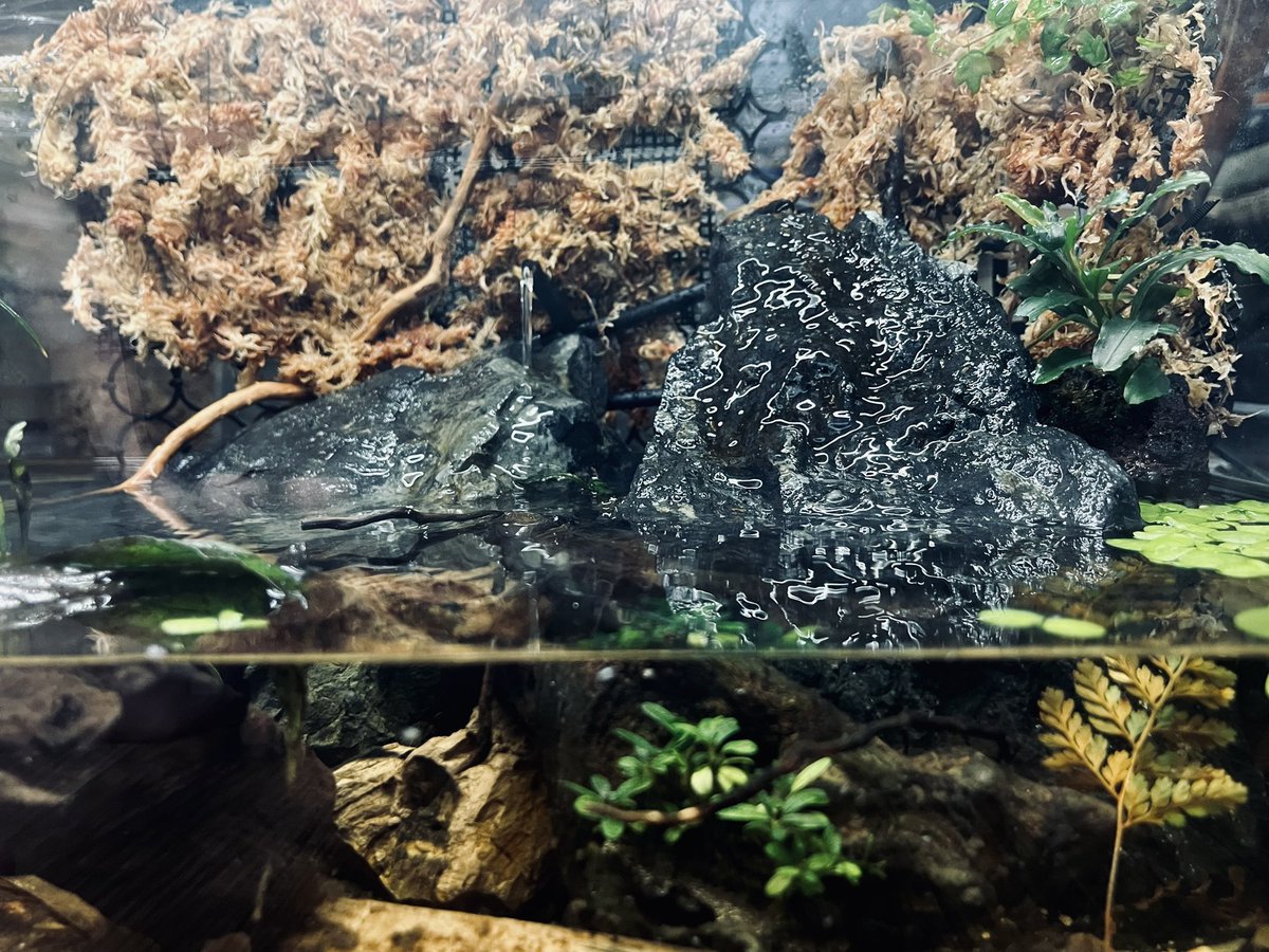 senkou's tweet photo. まだまだ建設中。サトイモの楽園にするつもりが魚も泳がせたくなってきた。 https://t.co/BBrzeYLuhH