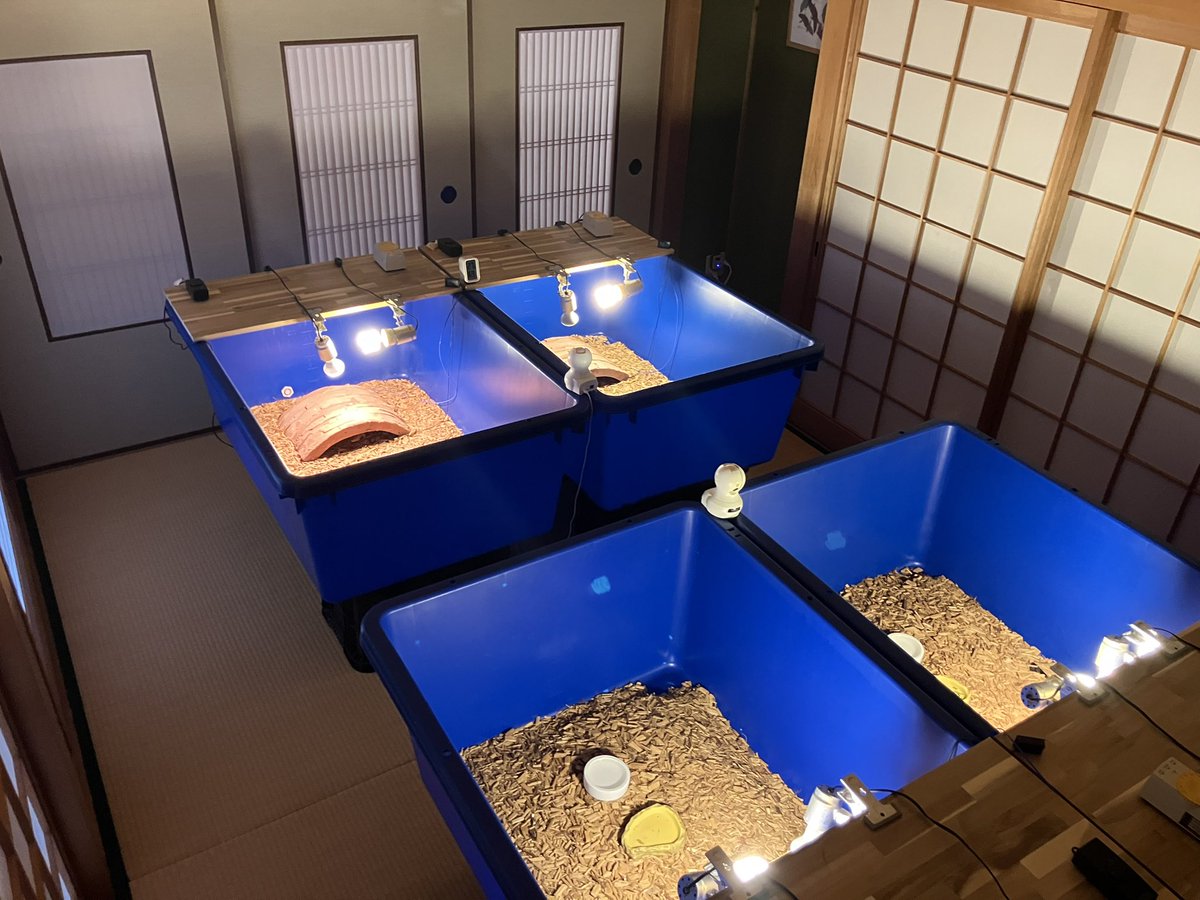 D44523134's tweet photo. 実は飼育環境について大幅に変更しております。
ガラスケージから角タブへ切り替えました。 https://t.co/E02hxURZ7a