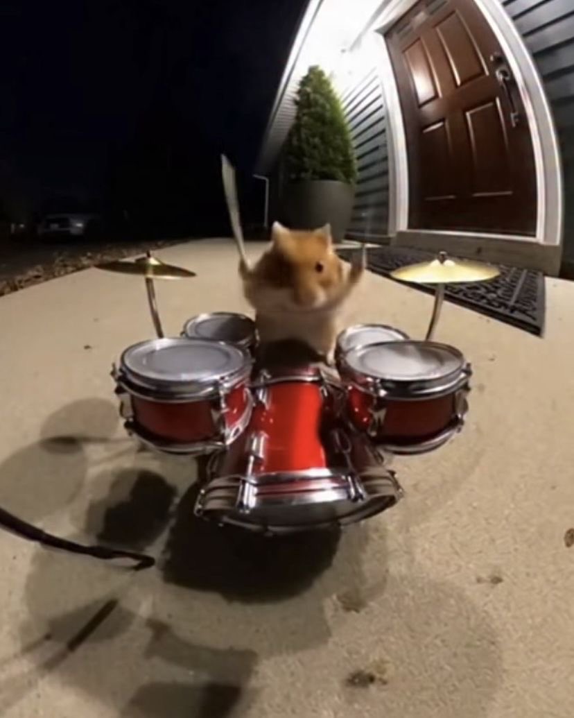 smallishbeans as hamsters tweet media
