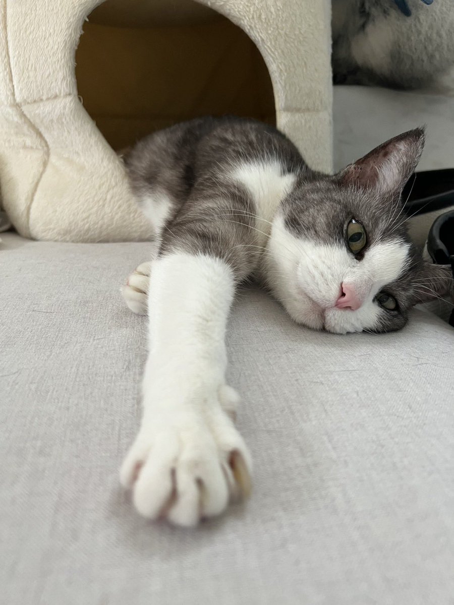maasaa_3's tweet photo. かわいい https://t.co/JPzXEQMLQR