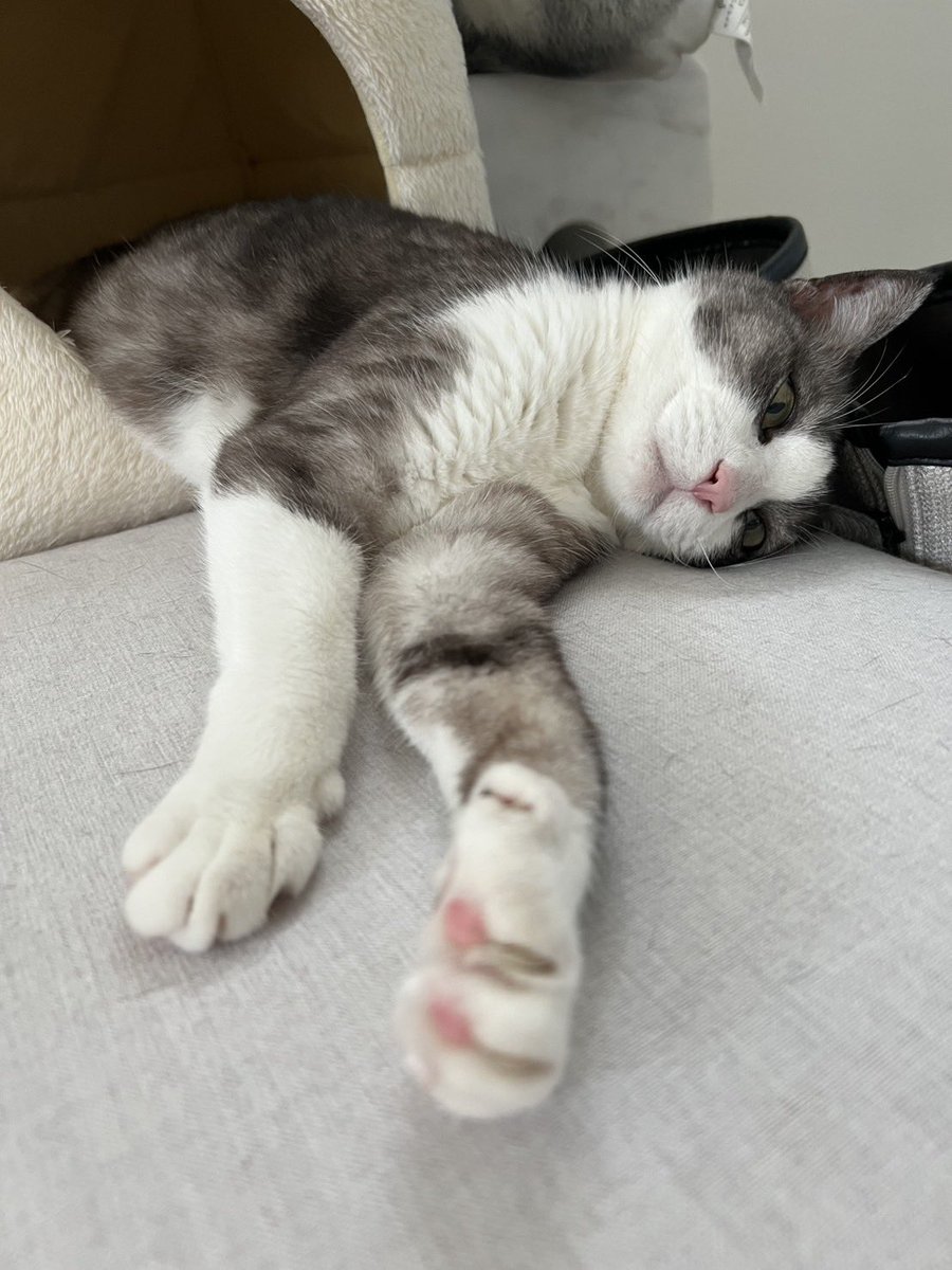 maasaa_3's tweet photo. かわいい https://t.co/JPzXEQMLQR
