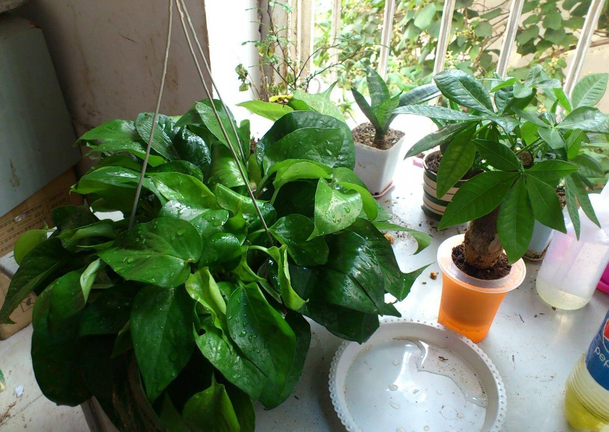 Debayan69511155's tweet photo. Pro tip for your pothos: Let the top 2 inches of soil dry out before watering—this keeps its roots happy and prevents overwatering issues! ， https://t.co/pRqjF77ETB