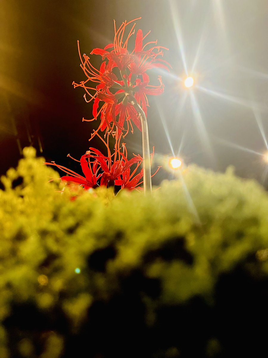 naguua's tweet photo. 「花ト囮 - 露 -」

四日目も無事に終えることができました。
今日もたくさんの方に見て頂けてとても嬉しかったです。

休演日を挟んで、次は7/8(水)
14:00公演終演後にアフタートークもあります。
しっかりと体を休めて、次回も全力で挑みます！
ご来場心よりお待ちしております。

#DAZZLE
#花ト囮 https://t.co/D7HCAirMvq