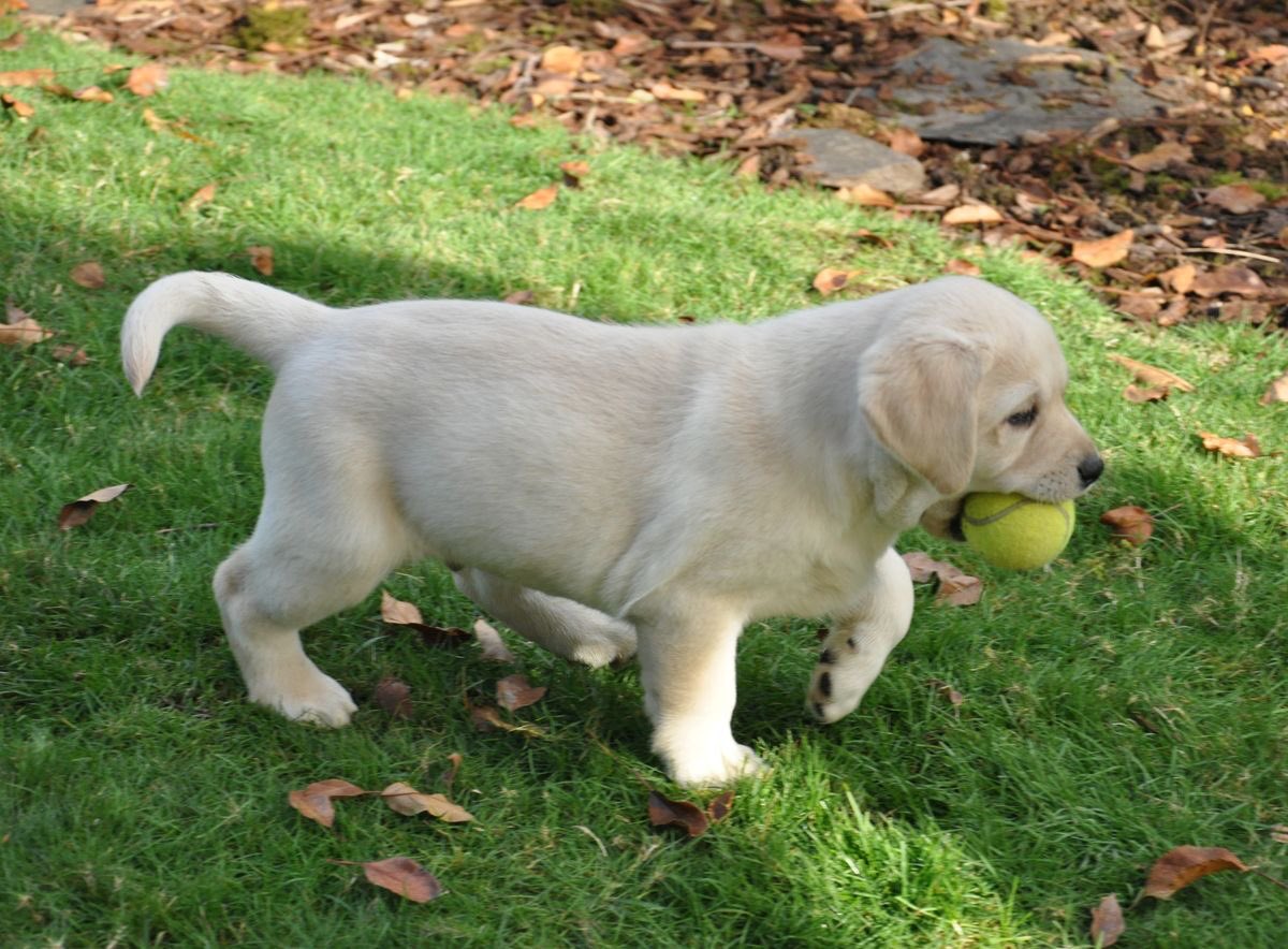 SiliGremlin's tweet photo. Can’t talk right now,, got baul to play,, catch me in the park later,, https://t.co/7sy63L9zFf