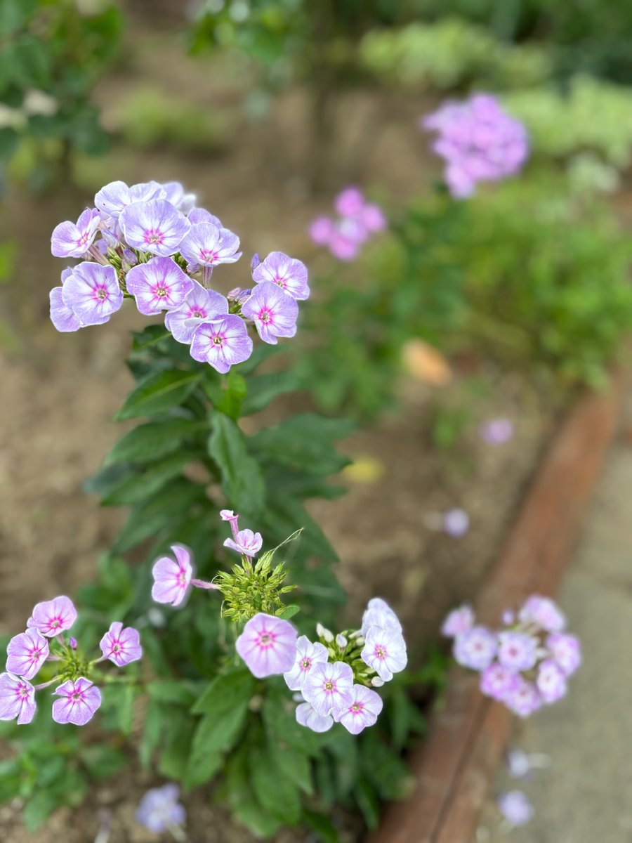 whotele's tweet photo. 毎年同じ場所に　同じ花が咲く

昨日、その場所へゆく

そこには変わらず

楽しそうな　まろが居る https://t.co/ysO0HECUqj