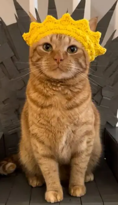 DailyNominalCat's tweet photo. And this cat won MCCR 

Look at him go! https://t.co/vMb11aL3gl
