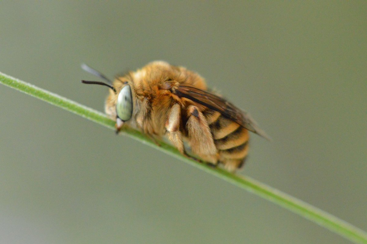 SilentBloomLab_'s tweet photo. A quiet moment for this solitary bee. 🐝
Resting on a thin blade of grass before visiting the next flower.
#NaturePhotography #MacroPhotography #Bee #TinyWonders #Pollinators https://t.co/MCgpxuBrPs