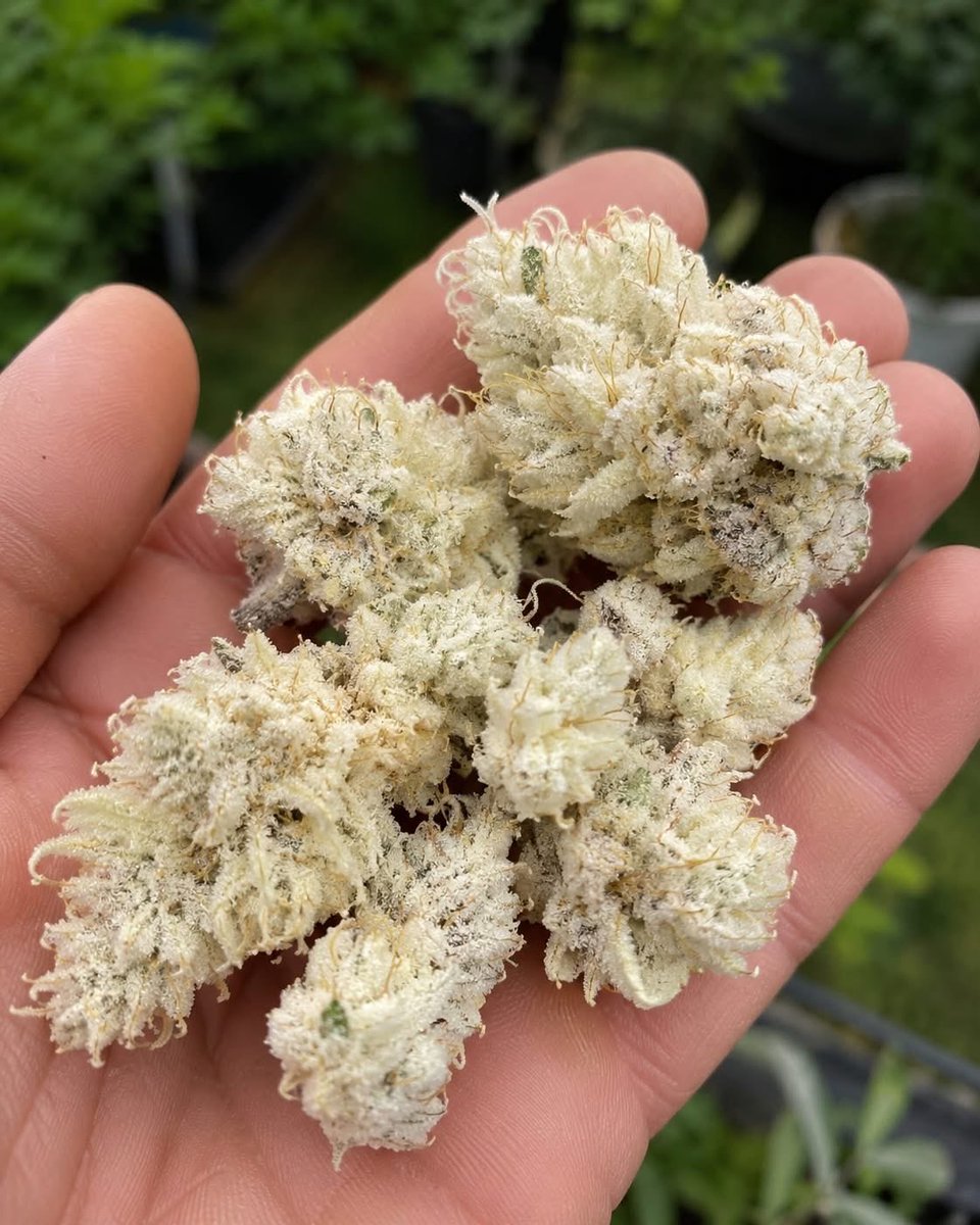 AaronKeefer420's tweet photo. Any name ideas for these buds?? https://t.co/WIi4DzXnLO