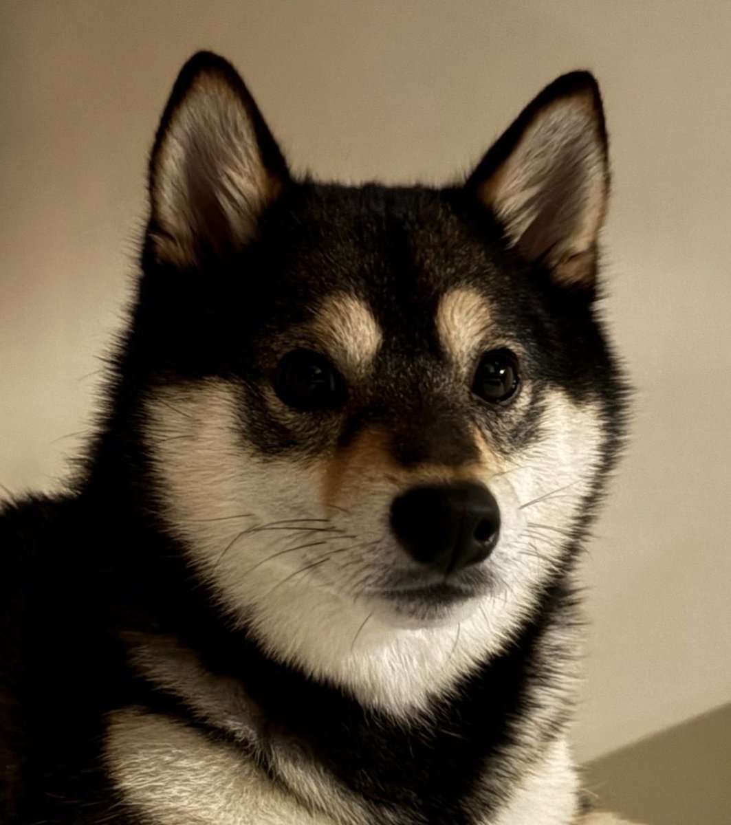 kuromame9648's tweet photo. タヌキ？  キツネ？
#柴犬
#柴犬がいる暮らし https://t.co/ApxoSdCXNX