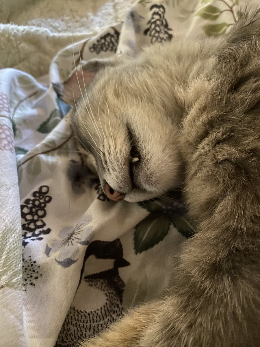 MarieAltesseCat's tweet photo. Olala les copains, cétroponteux rogardez, Mamour il fait la Mignonceté irresistible de la dent pour que nulmaine lui donne plus le bisou et la trokette bonbon, c’est rusé! https://t.co/xmxxPLrM7h