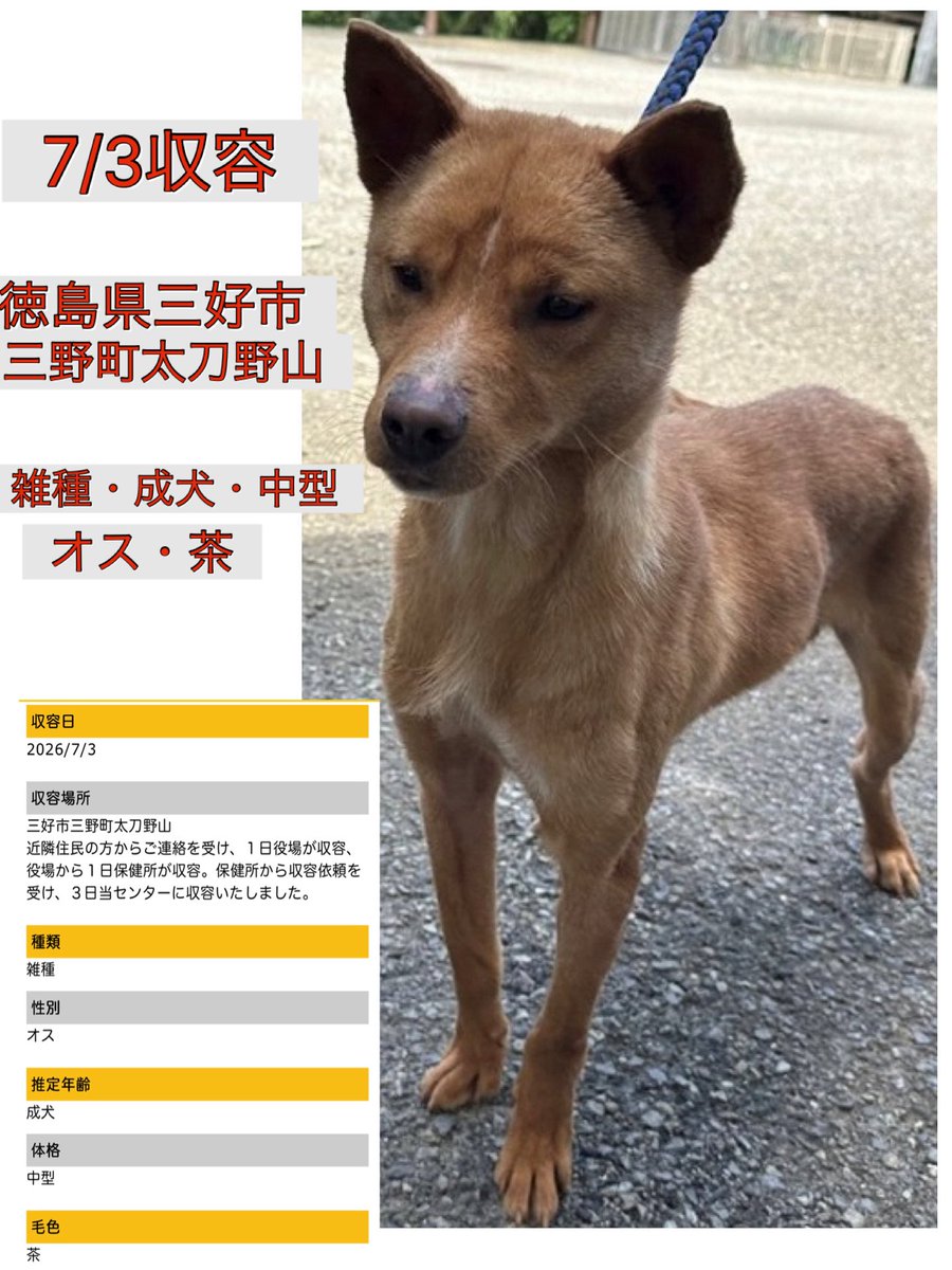Rubylov65969168's tweet photo. ＃命を繋いで下さい

🆘徳島県動物愛護管理センター🆘

また一頭の成犬の男の子が収容され
ました

捕獲されたのか 飼い犬が迷子になった
のか…
穏やかな表情や体つきからは
これまで人と暮らしていたようにも
感じられます

役場、保健所を経てセンターに収容
外飼いだった可能性も高く 帰りを待つ
飼い主がいる事を願うばかりです

「その内帰って来るだろう」は無責任です
もしお心当たりのある方は一日も早く
保健所又はセンターにご確認下さい
冷たい犬舎の中で不安な気持ちで待って
いると思います

お迎えが叶わない場合はこの子に新しい
家族とのご縁がありますように🙏

応援よろしくお願い致します

https://t.co/bqCFv4X13q