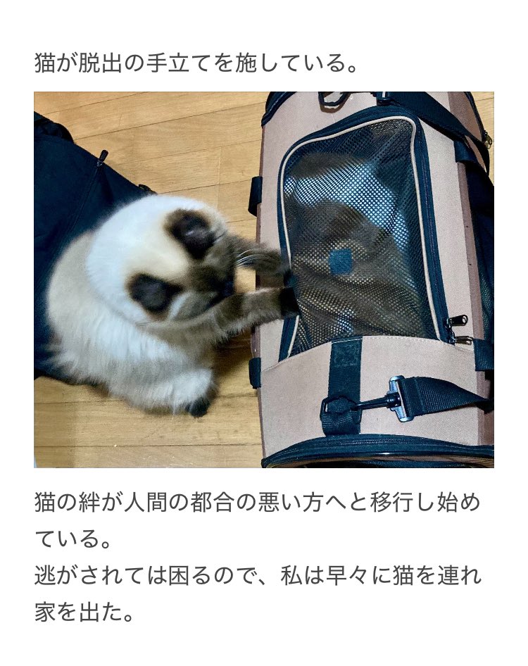 yalalalalalala's tweet photo. 【猫のキャリーバッグに注意が必要な事】 https://t.co/voW5uNi13R