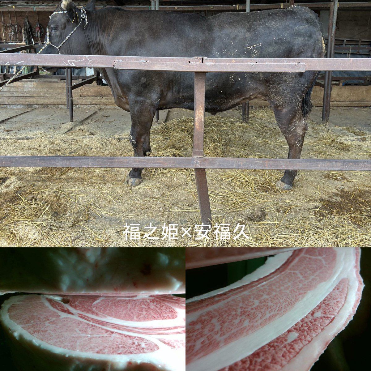 kubottiok's tweet photo. 今週の成果
センター共励会
2頭出荷で一頭は最優秀賞頂きました
一頭目
福之姫✖️安福久✖️美津百合の去勢570kg
A−5の12番
ロース85
バラ10､5
皮下脂1､6
歩留78､9
もっと良い枝肉あったけど瑕疵付いたりで棚ぼた的なトップ

もう一頭↓ https://t.co/U6ghu12JbA