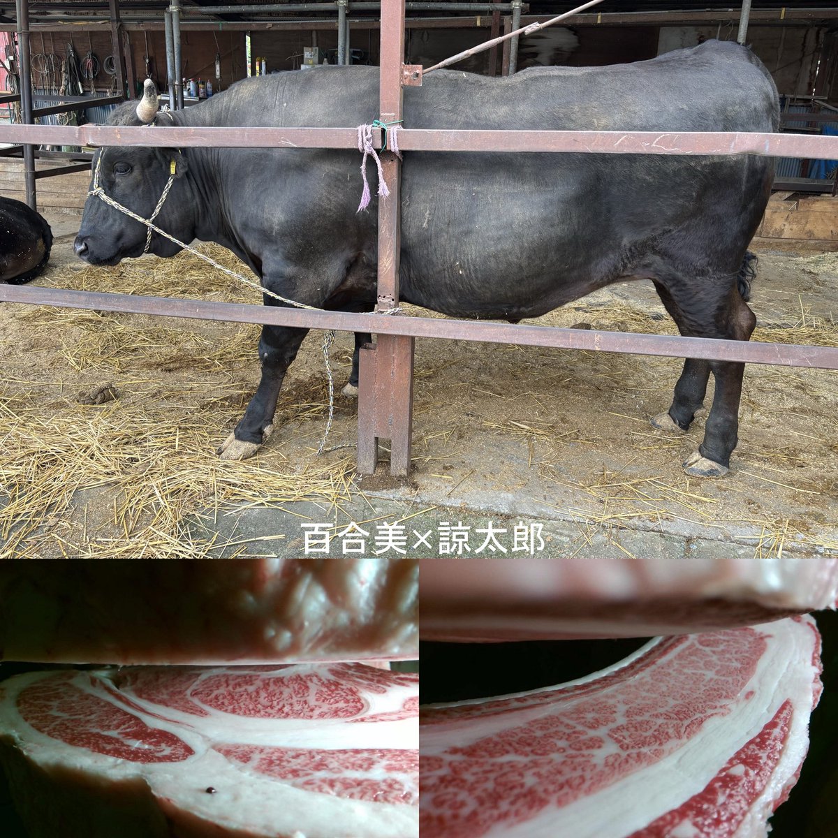 kubottiok's tweet photo. 2頭目は圏外
百合美✖️諒太郎✖️百合茂の去勢522kg
A−5の10番
ロース69
バラ9､7
皮下脂1､6
歩留76､9
百合美は初出荷だが仲間もコケてる人多い https://t.co/XA5zplwL5l