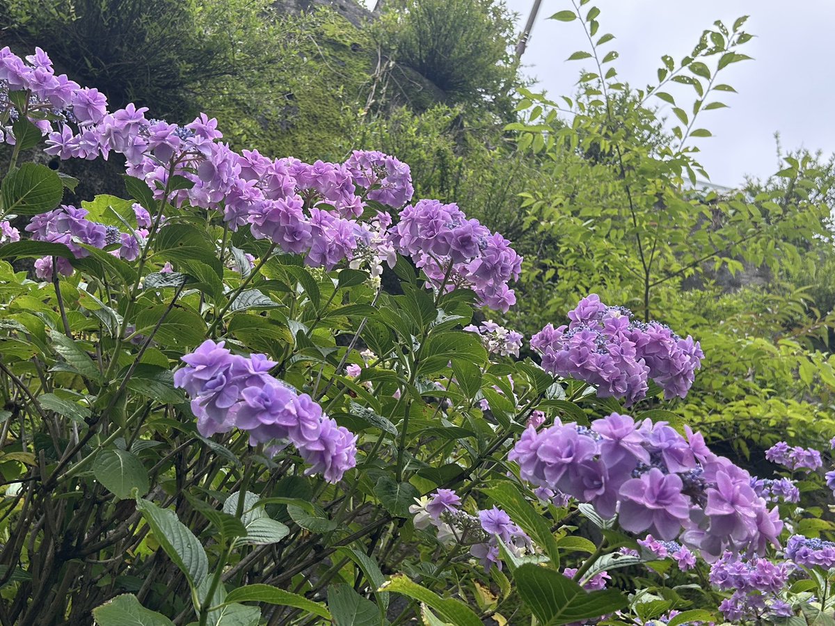 Again_Takeshi's tweet photo. 午前ラーン🏃‍♂
牛伏山ロード10㌔🖐🖐

湿度高くかなり滝汗に💦

紫陽花🏵パトロールへ
紫陽花の枝が伐採され✃
紫陽花の株が思ったより
少なかったです😅

けど紫陽花🏵はチラホラ
咲いていて癒やしを
貰えました♬

#ランニング 
#牛伏山 🐂 https://t.co/SC1TydDbm2