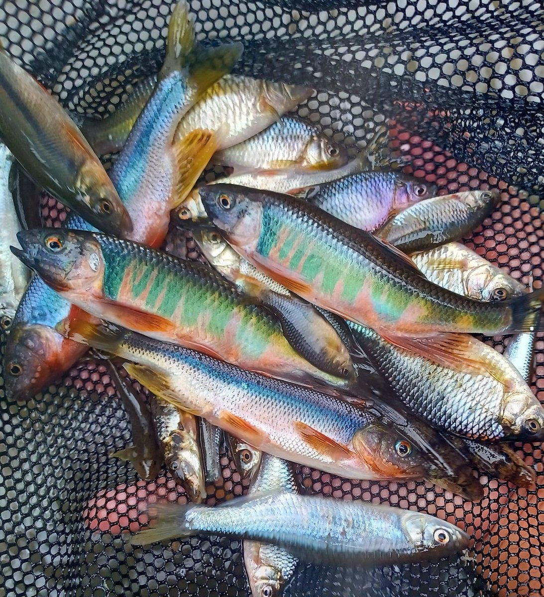 お魚関西 (@osakana_kansai) / Posts / X