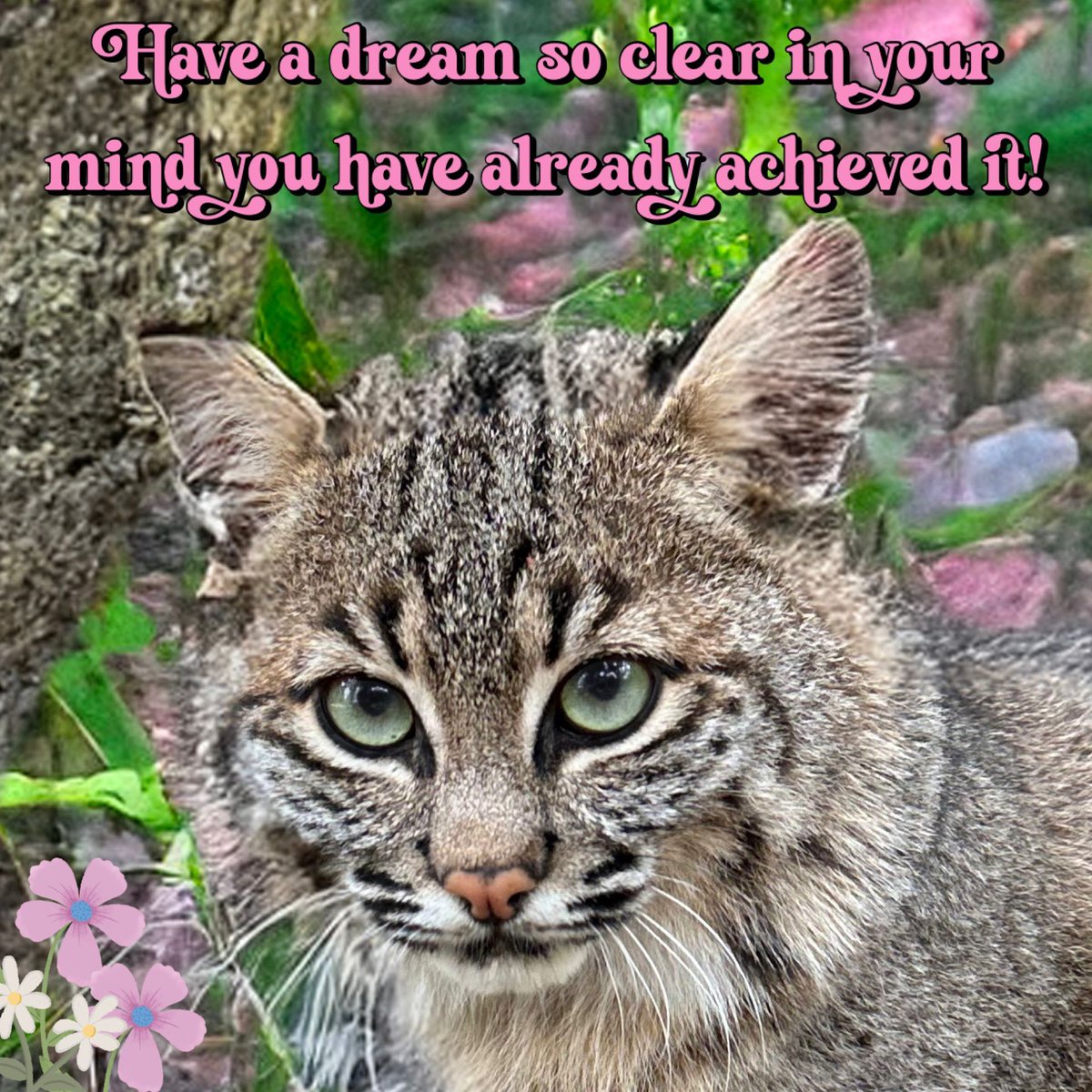 BigCatRescue's tweet photo. “Have a dream so clear in your mind you have already achieved it!”

#SummerBobcat #BigCatRescue #Dream #Life #Achieve #Achievement #Summer #Bobcat #InspiringQuotes https://t.co/0sgoRsu6Fg