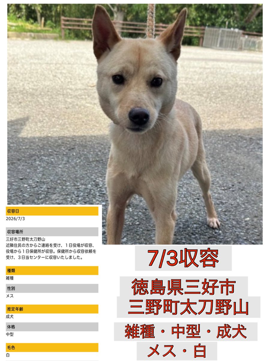 Rubylov65969168's tweet photo. ＃幸せな未来へ繋げたい

🆘徳島県動物愛護管理センター🆘

7/3に徳島県三好市三野町太刀野山で
住民の方の連絡により一頭の女の子が
役場から保健所へ  そしてセンターに
収容されました

同じ地域でもう一頭の男の子も同じ日に
収容されています

この地域は山に囲まれた世帯数が270
前後の小さな町です

人を見つめる穏やかな表情からは飼い犬
として人と暮らしていた可能性も感じ
られます  それとも外犬なのか…

どちらにしても犬舎の中で不安な日々を
過ごしていると思います

お心当たりの方はどうか一日も早く
保健所又はセンターにご確認下さい

幸せな未来へ繋げてあげたいです🙏

応援よろしくお願い致します

https://t.co/bqCFv4WtdS
