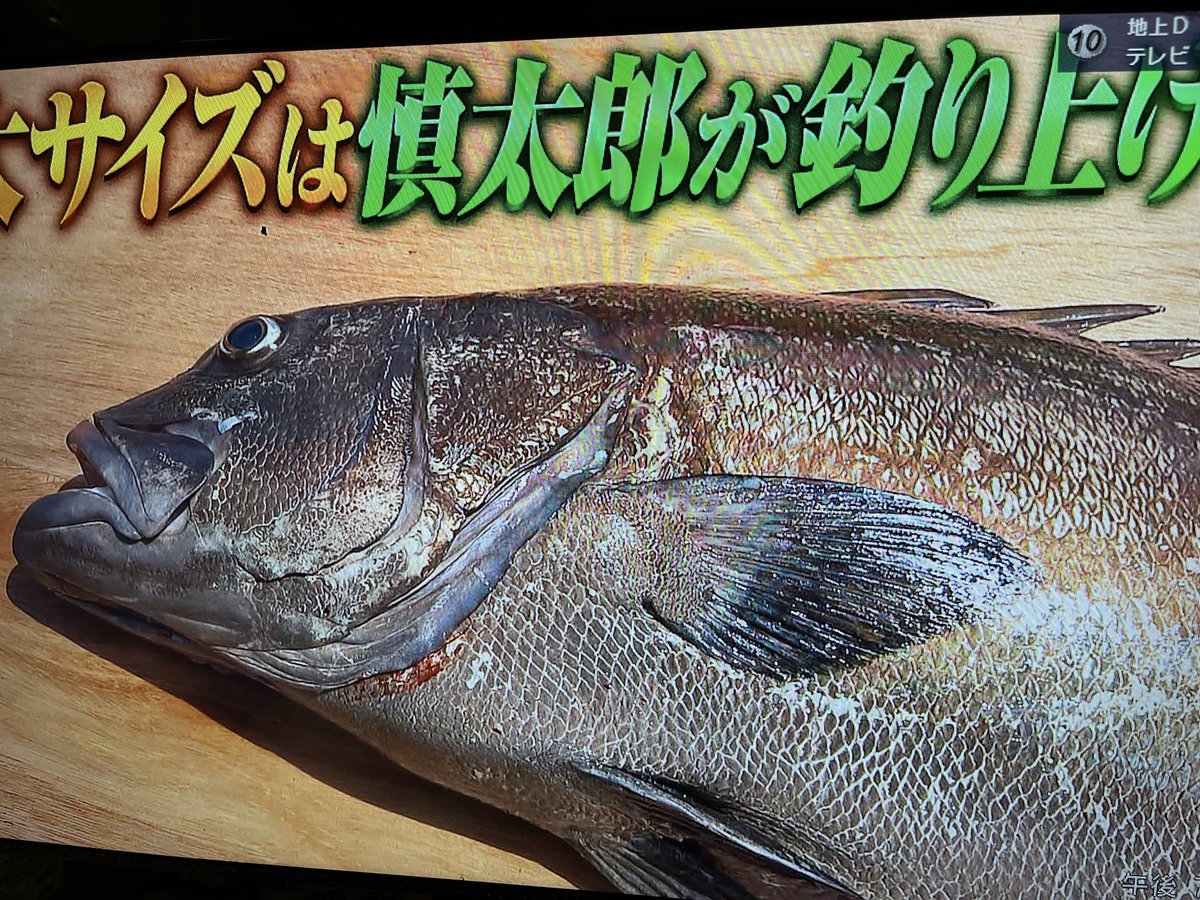 mayutantann's tweet photo. 流石😳持ってる慎ちゃんは、この日最大のビッグサイズを釣り上げて、びっくり😳

慎ちゃんは釣り経験あるとは言え、運も無いと撮影中にお魚は掛かってくれないわけで、運も実力の内と思うとやっぱり凄いなぁって思います😆

#鉄腕DASH
#森本慎太郎 https://t.co/NOf2MObOoz