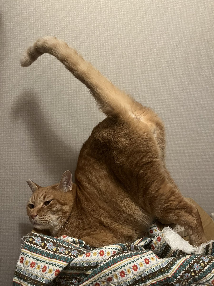 kymyk00's tweet photo. 左のピンピン状態から始まってお尻叩いてたら右の状態になる。 https://t.co/EuLKbAm6Xf