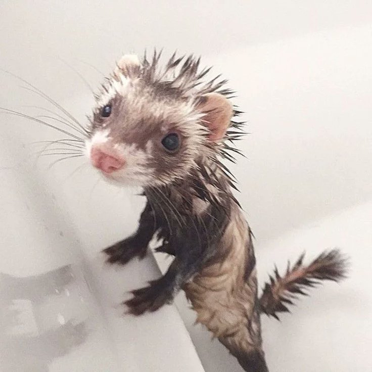 chocookumi's tweet photo. how does pinterest see me:
meal
animal
quote
dessert

the pooping experience would be CRAZYY after that dessert, sign me up https://t.co/oGACFci4cp