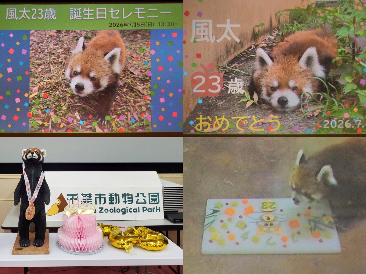 今日は風太君23歳のお誕生日 園内はお祝いモード🎉✨ お誕生日
