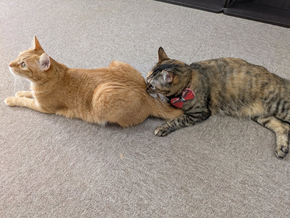 KIRIe610's tweet photo. とらこさんの推し猫を求めて香川県へ🚅
釜玉うどん発祥のお店含めて色々な讃岐うどん食べれて満腹だったし、高いところから低いところから綺麗な景色も観れたし、猫たちも当然かわいかった https://t.co/MZiIUlXzPx