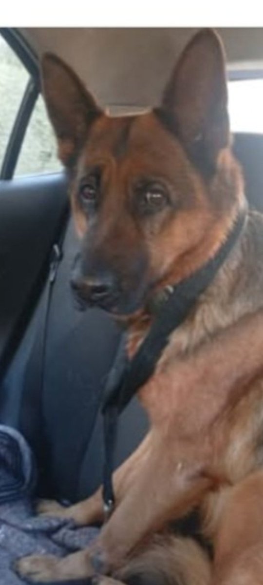 laurasa321368's tweet photo. Me avisan que el 3 de Julio lo fue a buscar Noelia a este Ovejero ciegp abandonado a su suerte en el predio del Hospital Posadas.
No se quien es Noelia pero si le llega esto que nos avise como la ayudamos. https://t.co/qKR0adUo6N