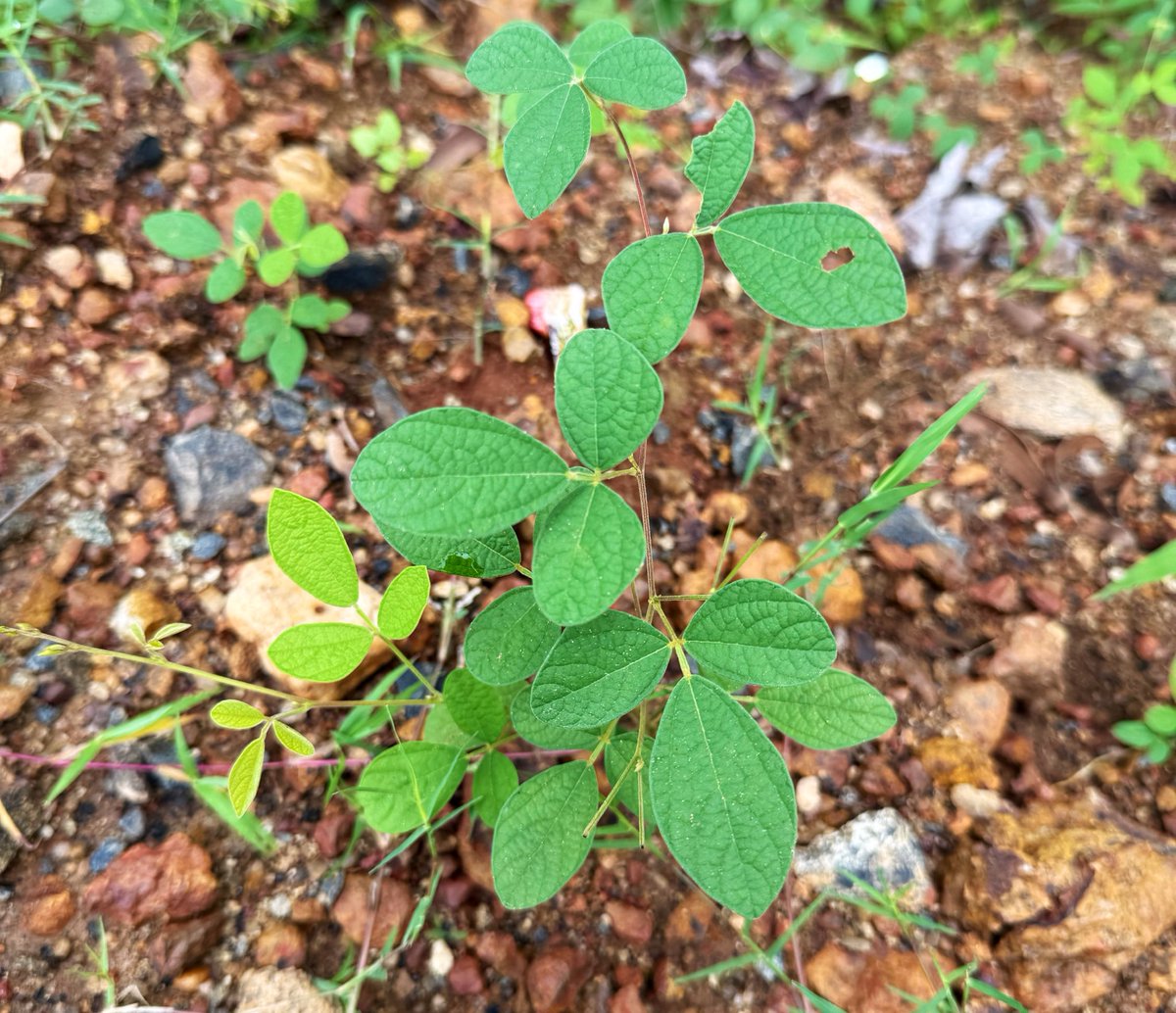 BiotechSanjeet's tweet photo. Know your important plant for #meadow
Atylosia scarabaeoides is a wild #leguminous climber valued for its ecological importance. As a #nitrogen-fixing species, it enriches soil fertility, supports #biodiversity, and serves as a valuable genetic resource for improving cultivated legumes. #Conserving such wild relatives is essential for sustainable agriculture and ecosystem resilience.
#AtylosiaScarabaeoides #WildLegumes #Biodiversity #NativePlants #Conservation #Sustainable #meadow #grassland
@SDG2030 @Sdg13Un @EnvironmentPib