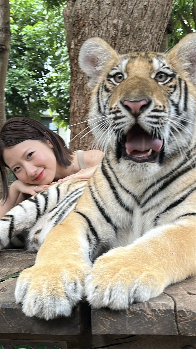 toyosaki_lily's tweet photo. My Little Baby ❤️
I love tigers 🐅💕💕💕
#Tiger  #Thailand https://t.co/WGw1RGfDon
