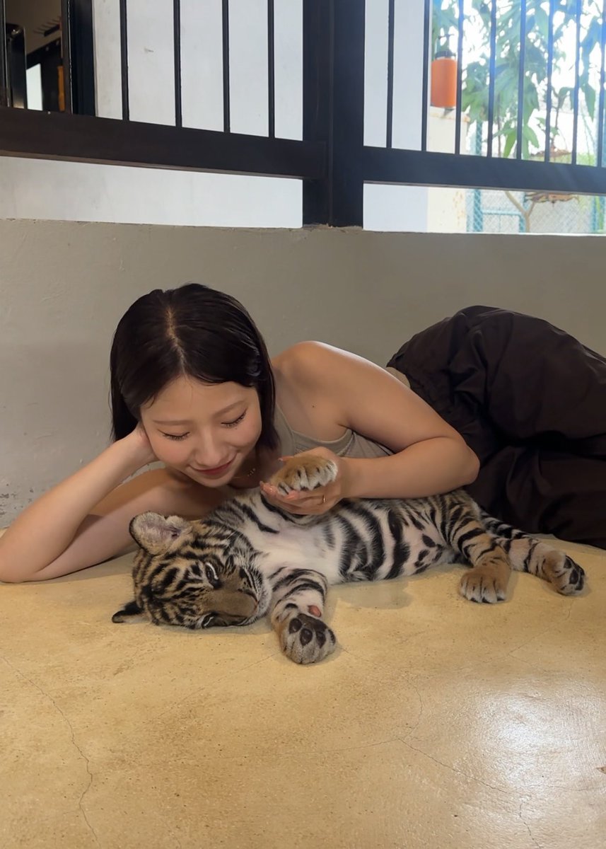 toyosaki_lily's tweet photo. My Little Baby ❤️
I love tigers 🐅💕💕💕
#Tiger  #Thailand https://t.co/WGw1RGfDon