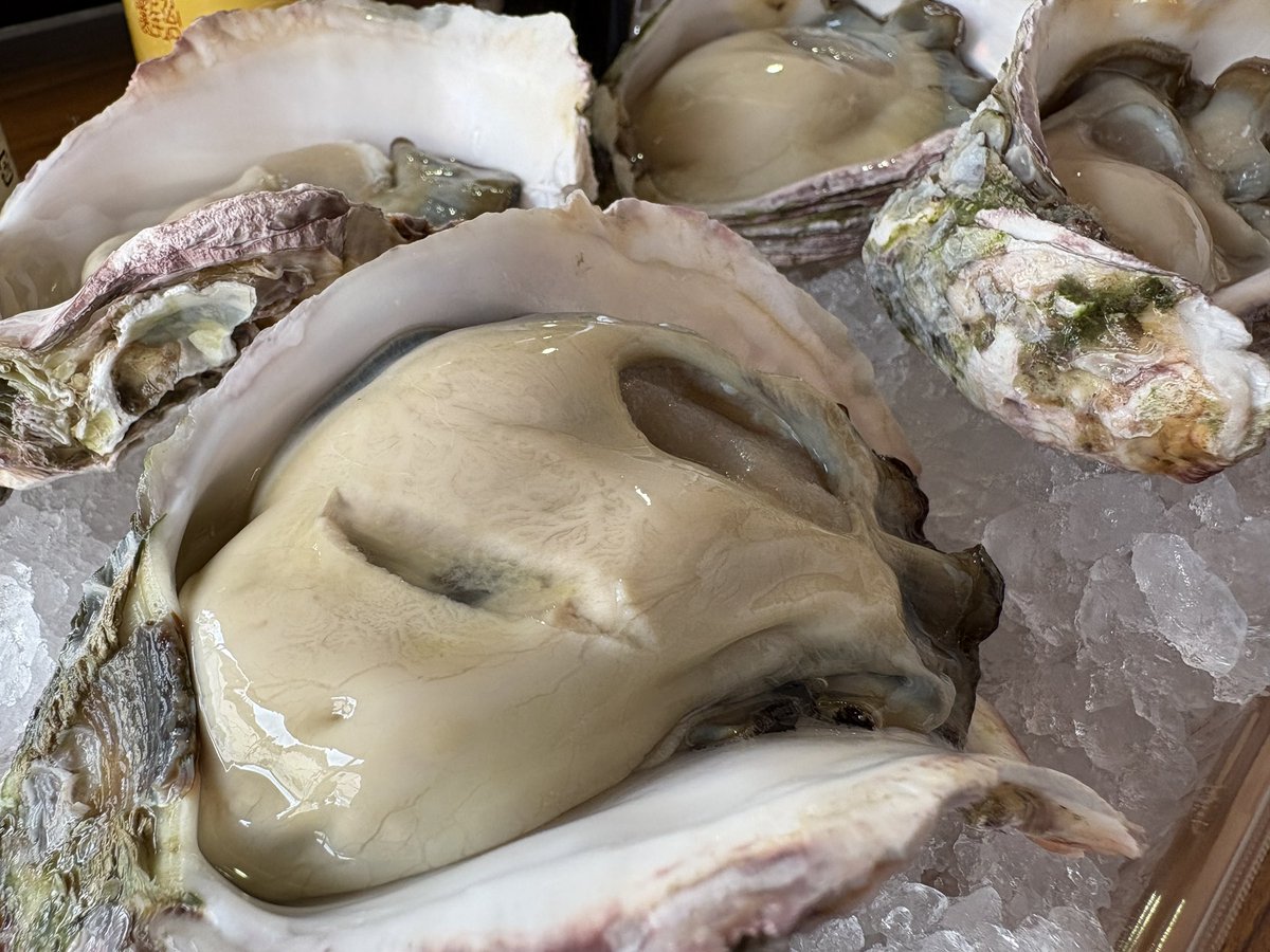 traveriko's tweet photo. 岩牡蠣🦪 https://t.co/bTZQCJ9x6T