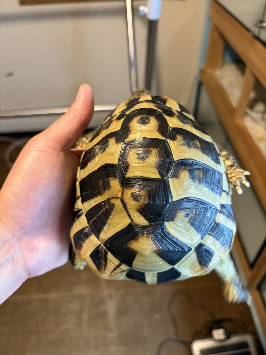 tenhappiness's tweet photo. まるまるのヘルマンリクガメの即戦力！アダルト
盛りまくりオスが
入荷しましたー。少し���がずれているので大特価で出してします。
しかしながら綺麗です。
13000円ジャスト
090-8502-5585
持っても顔だすいー子ちゃんです！！野菜食べてます https://t.co/KtnfSFA3iI