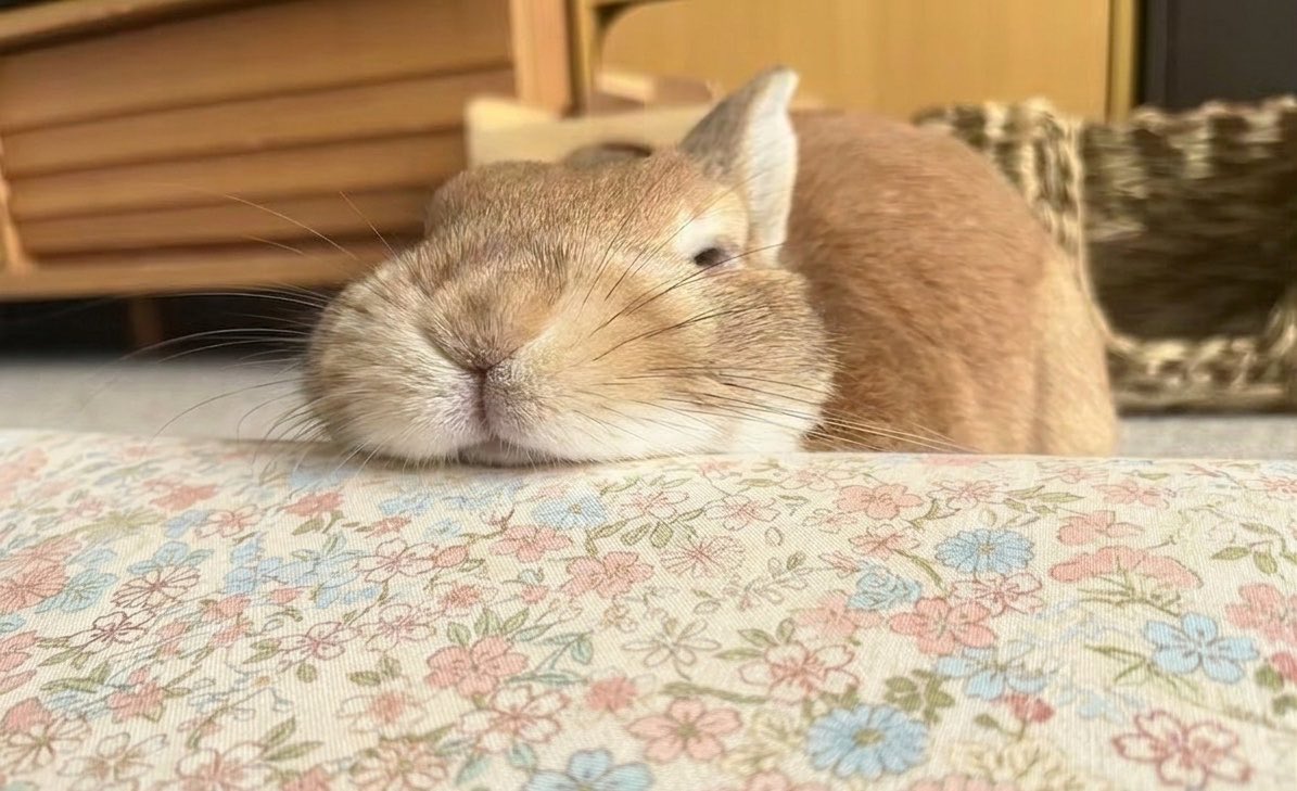 tyata_0830's tweet photo. とろけてるうた君🐰✨
今日も可愛いね💕

#うさぎ
#うさぎのいる暮らし https://t.co/4h9aTMJfL0