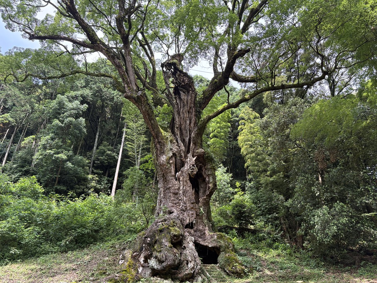 traveriko's tweet photo. 巨樹を求めて鎌倉、鹿児島にも行ったなぁ
ここも3回目🌳 https://t.co/ikN708Zof4