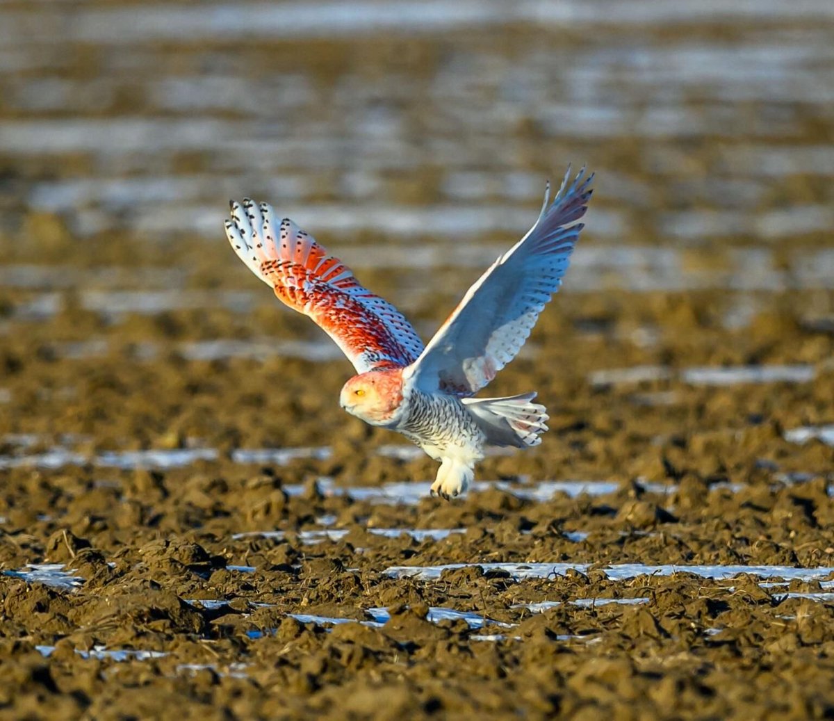 owltwting's tweet photo. you can never be this cool https://t.co/Y3Pi1RwkWX