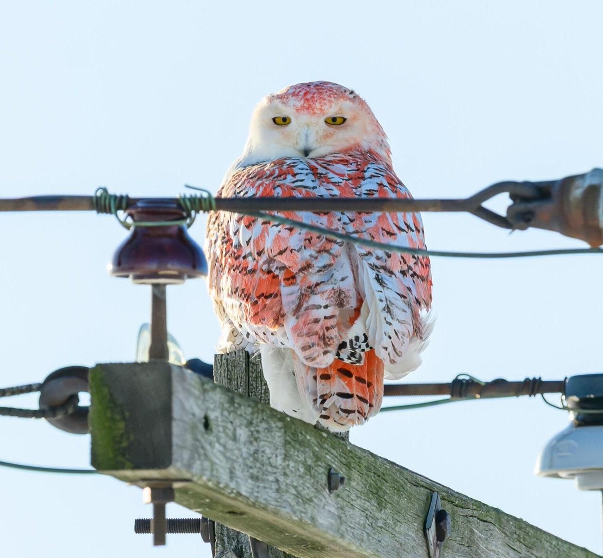 owltwting's tweet photo. you can never be this cool https://t.co/Y3Pi1RwkWX