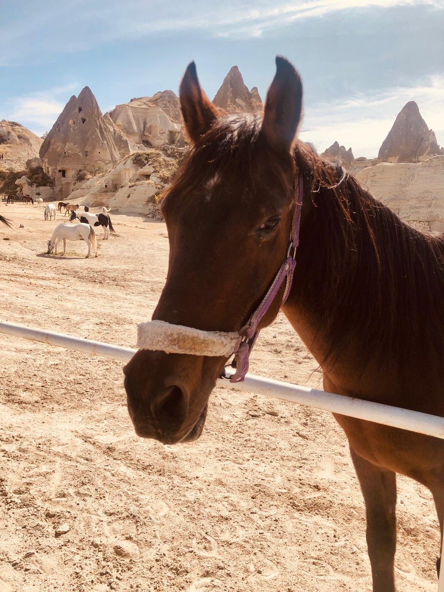 BridgeTurkey's tweet photo. カッパドキア🇹🇷ギョレメのイベント会場！本日(7/5)までホースフェスティバル🐎やってます。
夜はけっこう有名な人のライブがあるみたい。
会場はバーガーキングの先あたりです。 https://t.co/rwshzQBkyj